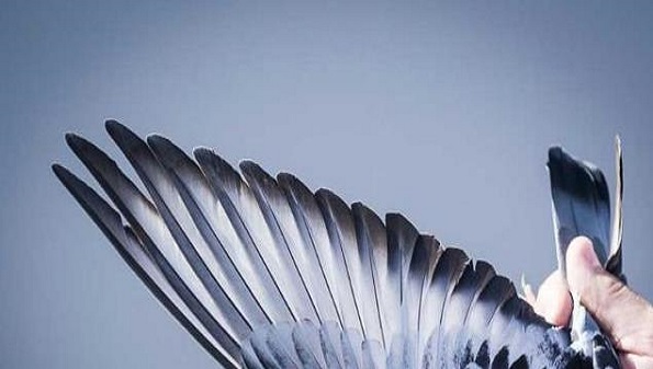 免费查鸽子成绩用什么软件_什么软件可以查鸽子环号_全网最全查鸽鸽会免费查询赛鸽软件大全