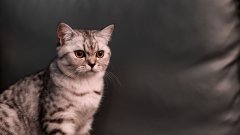 优宠熊app官方版大全