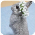 New Rabbit wallpaper壁纸app官方下载 v1.0