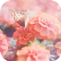 花蝴蝶软件app免费版下载（Flower Butterfly） v1.1.13