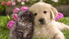 买宠物的app大全