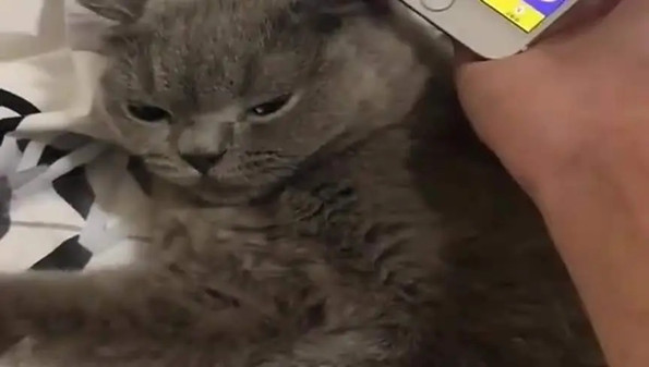 猫语翻译器免费版合集-猫语翻译器中文版推荐-猫语翻译器手机版大全 猫语翻译器免费版合集-猫语翻译器中文版推荐-猫语翻译器手机版大全