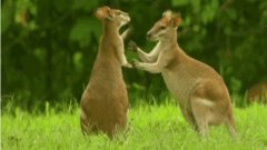 抖音袋鼠摇手视频素材大全