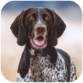 猎犬模拟器游戏安卓版 v1.1.0