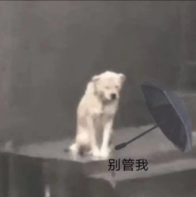 小狗淋雨表情包另一个狗撑伞动图gif下载图片1