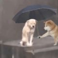 小狗淋雨表情包另一个狗